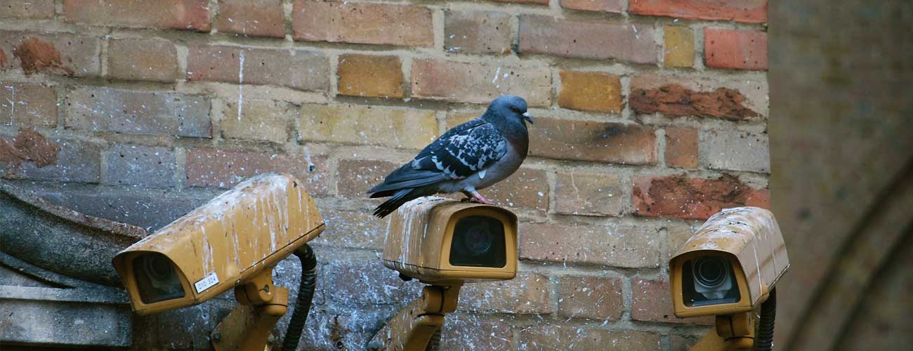 A pigeon sat on bird poo covered security cameras